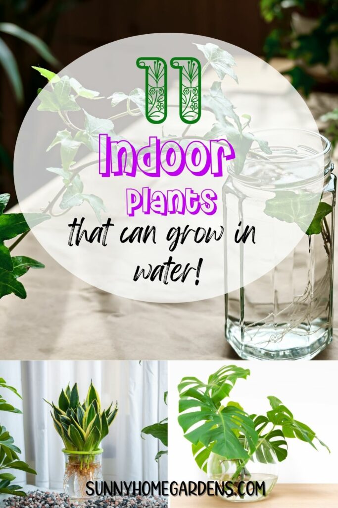 Pin image: collage of indoor plants growing in vases of water with the words "11 Indoor Plants that can grow in water!" on top.