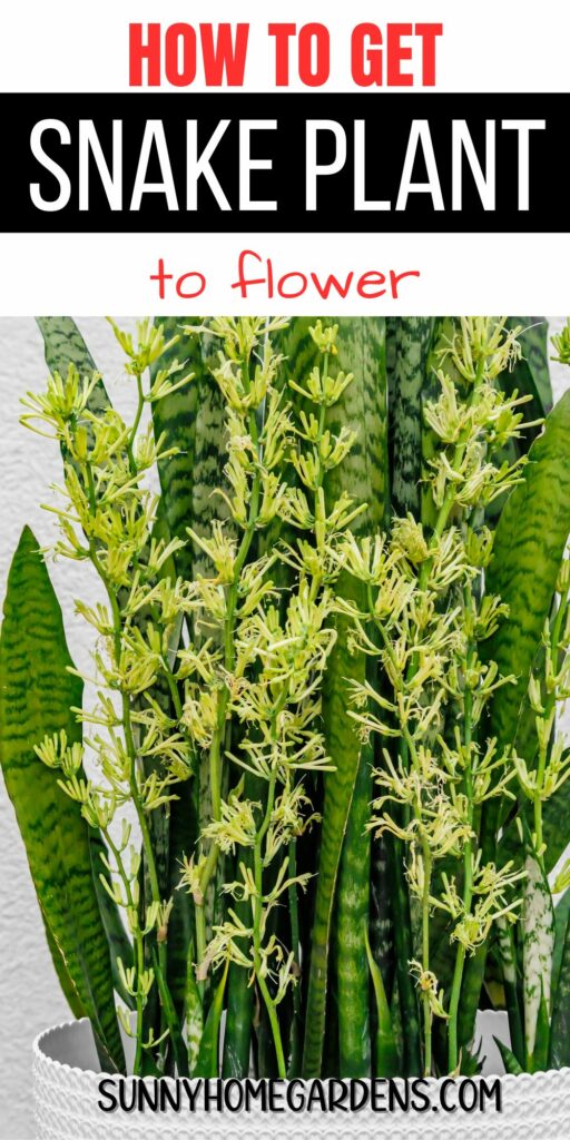 Pin image: top says "How to Get Snake Plant to Flower" and bottom is a closeup pic of a flowering snake plant.