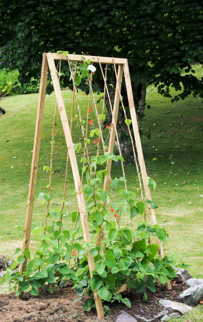 A frame trellis with peas growing up rope.