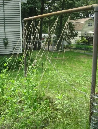 String trellis tied/hanging from pipe.