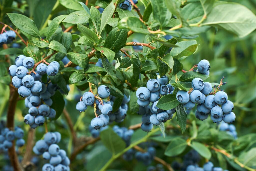Clusters of blueberries on blueberry plant.