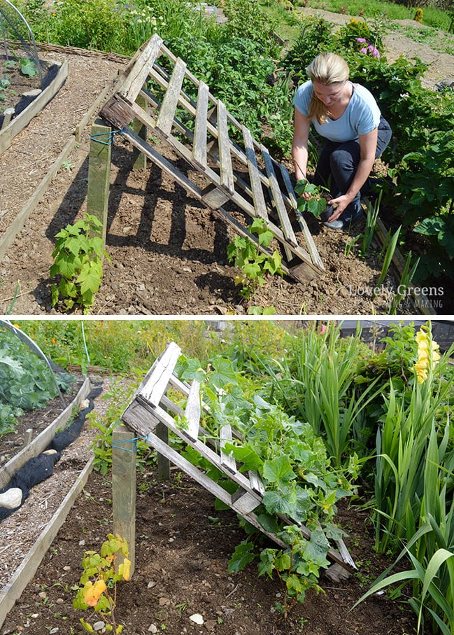 Collage: top pallet trellis and bottom has cucumbers growing up the pallets.
