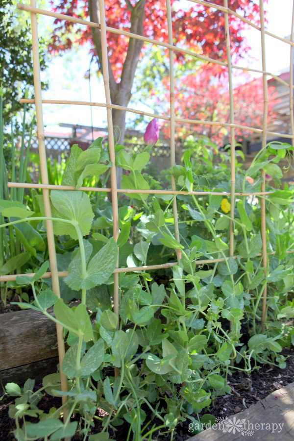 Closeup of woven bamboo trellis with peas growing up it.