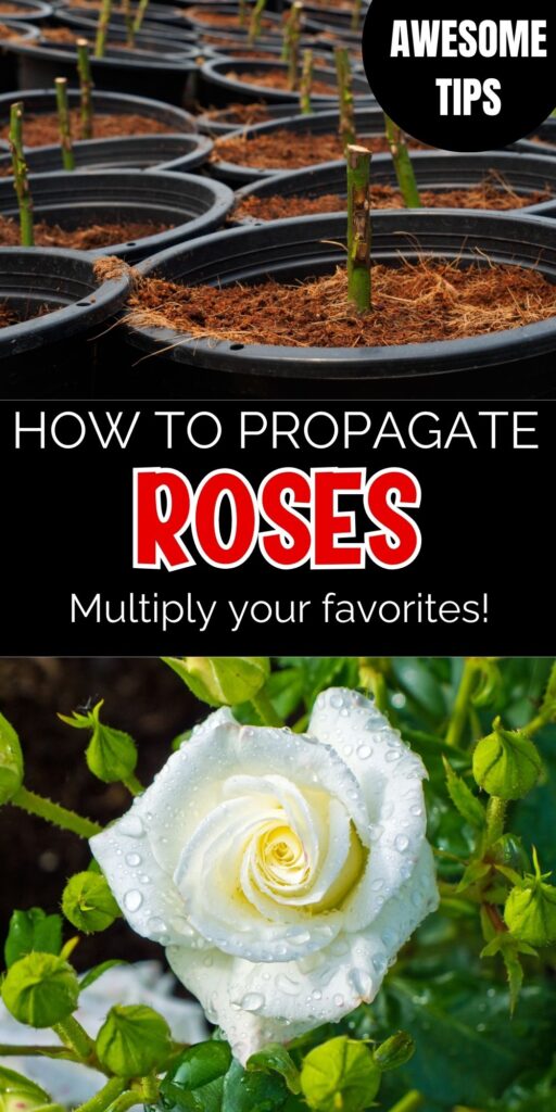 Pin image: Top has pots of rose cuttings growing, bottom is a white rose, middle says "How to Propagate Roses: Multiply your favorites!" and top right corner says "Awesome Tips".