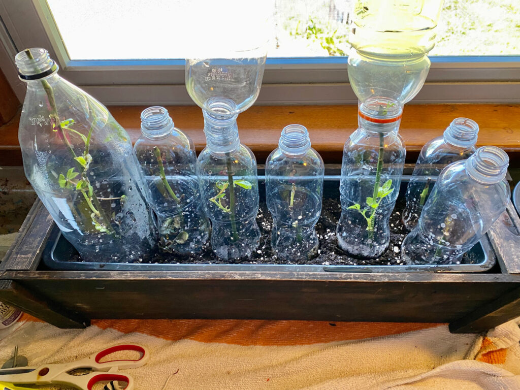 A planter box with rose cuttings growing with plastic bottles over the top.