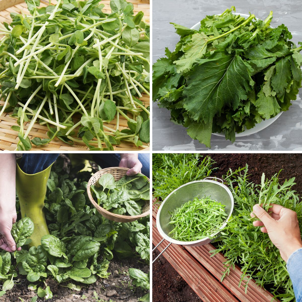 Collage of 4 veggies you can harvest in 30 days or less.